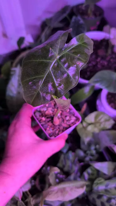 plant/Alocasia Mayan Mask-0-thumbnail