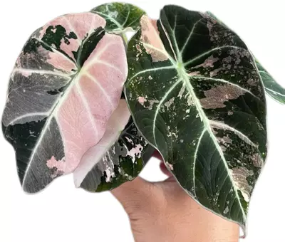 plant/alo pink black velvet 1 pack TC growers choice-0-thumbnail