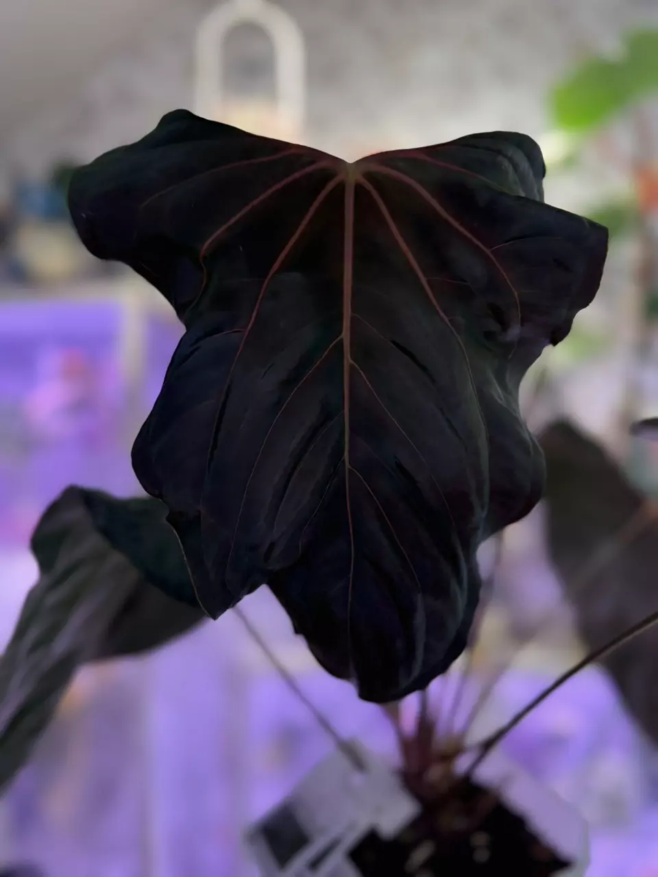 plant/ANTHURIUM DARK RLFS-1