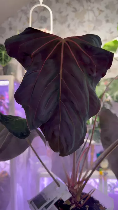 plant/ANTHURIUM DARK RLFS-0-thumbnail