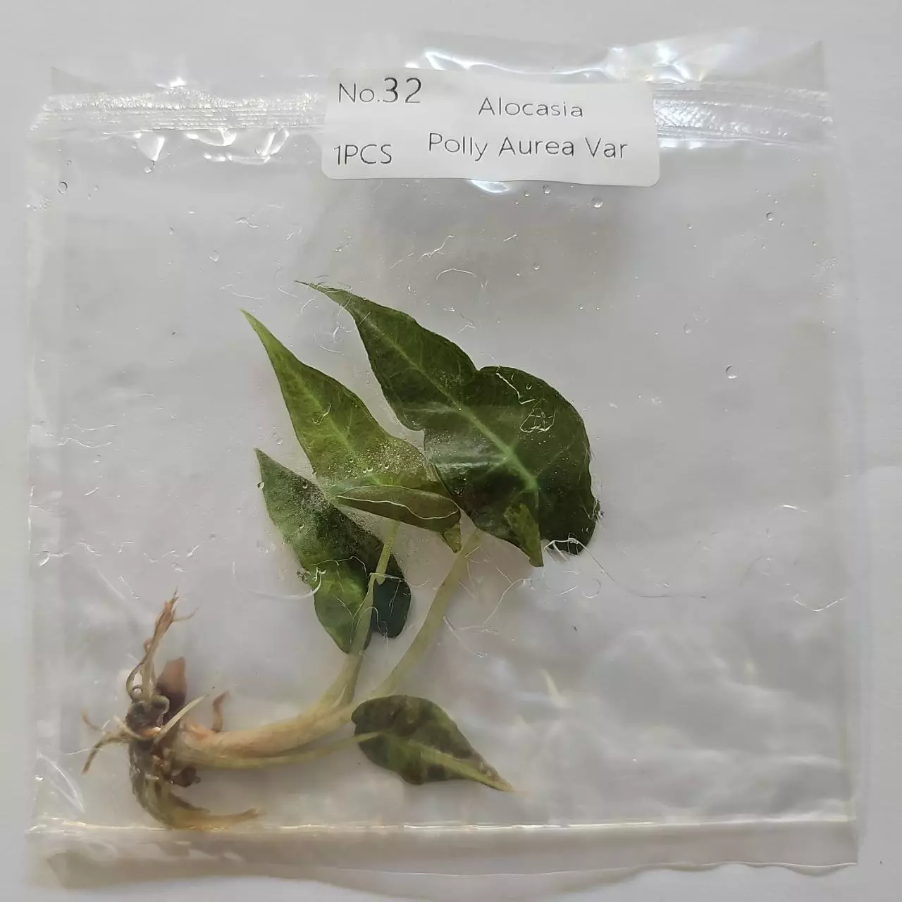 plant/Alocasia Polly Aurea variegated tissue culture 2DayAir-1