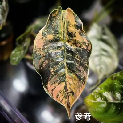 plant/alo azlanii aurea 1 pack TC growers choice-0-thumbnail