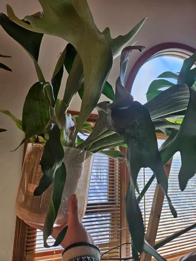 plant/HUGE STAGHORN Biffercutum-2-thumbnail