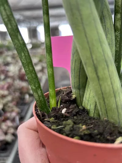 plant/African Spear Braided 4” Pot Growers Choice M7-5-thumbnail