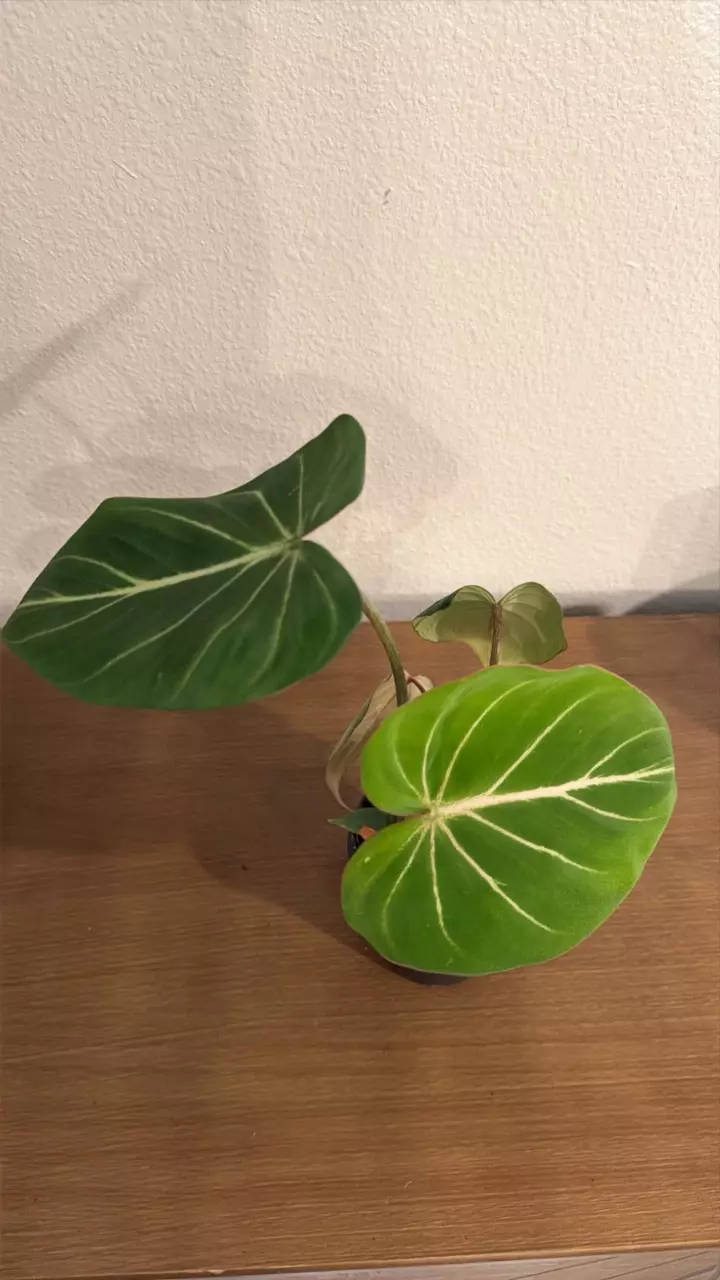 plant/Philodendron Gloriosum 4inch GC-0