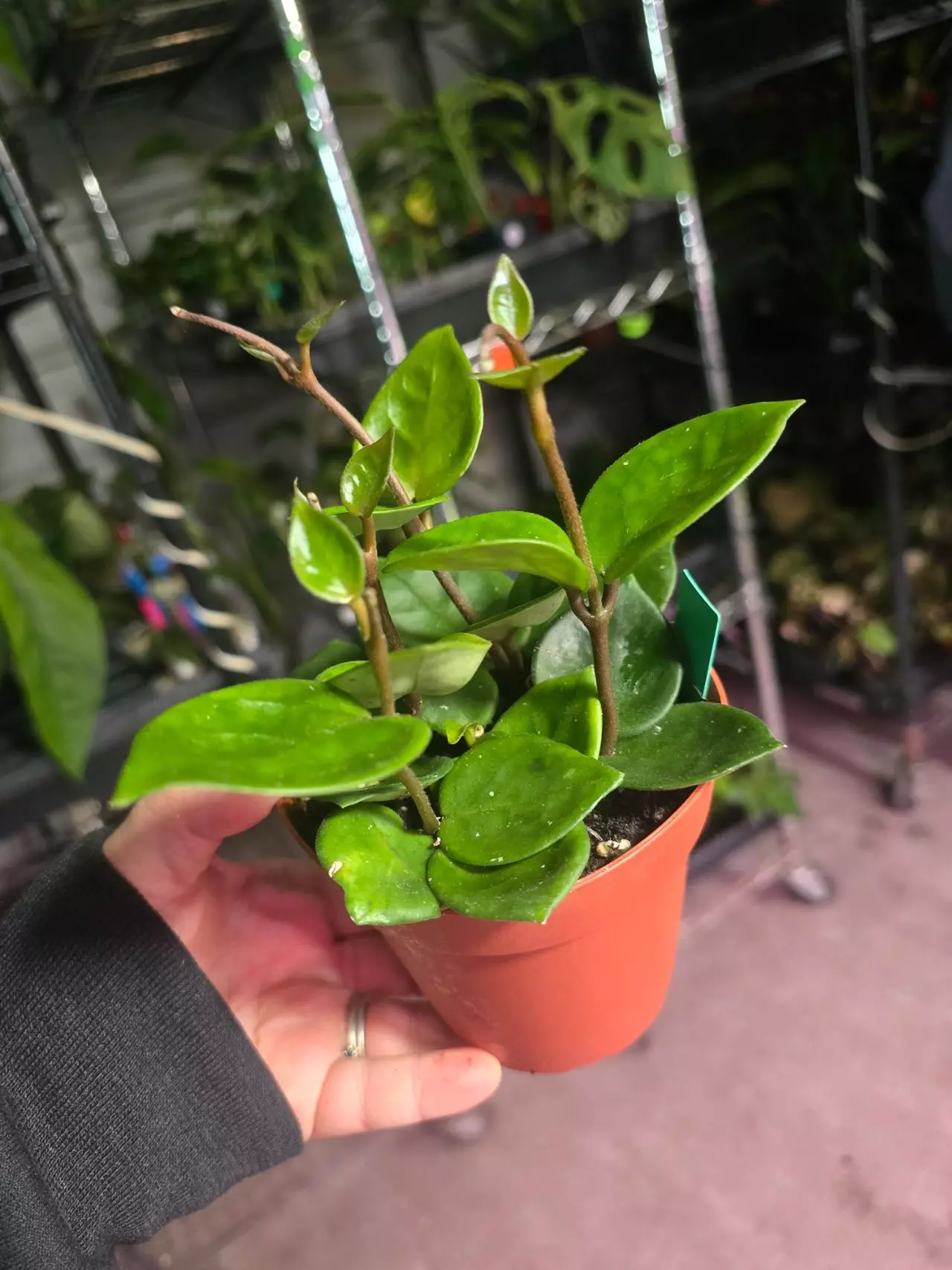 plant/4in Hoya Chelsea GC-1