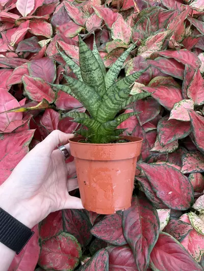 plant/Sansevieria Brilliant Crown 4” Pot Growers Choice-2-thumbnail