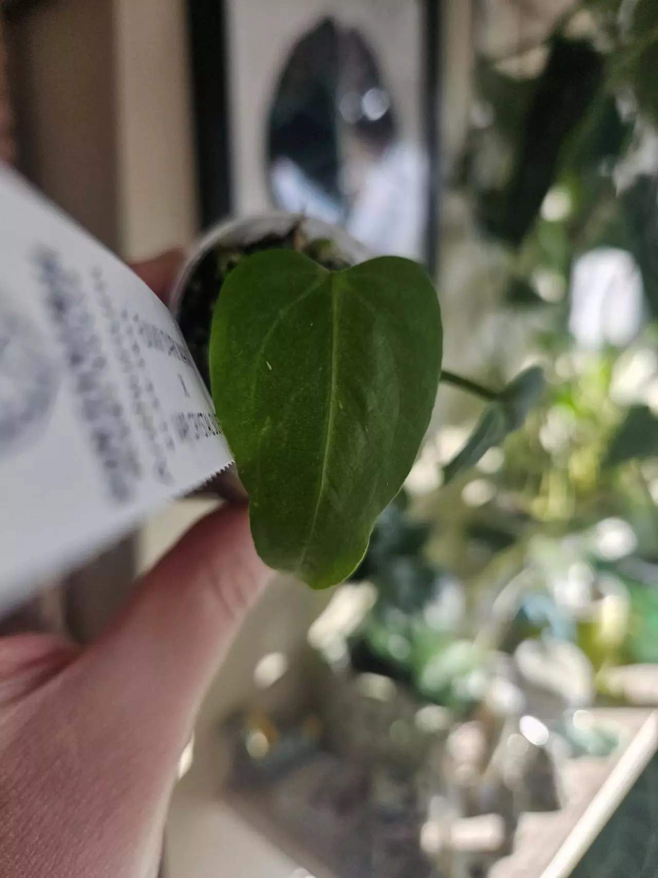 plant/Funky dark mama x ver crystal silver forgetti silver starter-1