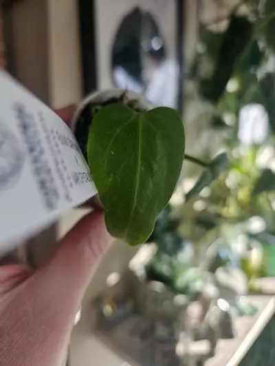 plant/Funky dark mama x ver crystal silver forgetti silver starter-1-thumbnail