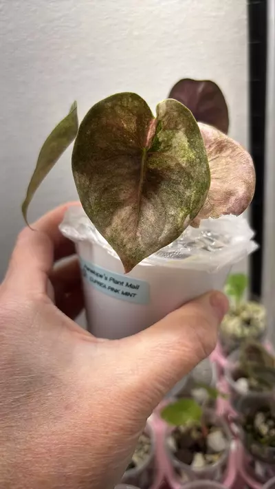 plant/Alocasia Cuprea Pink Mint-0-thumbnail