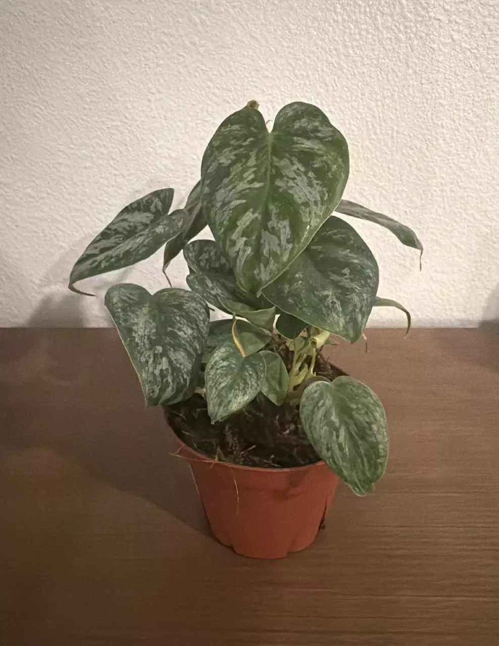 plant/Philodendron Majestic 4in GC-0