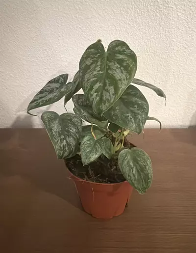 plant/Philodendron Majestic 4in GC-0-thumbnail