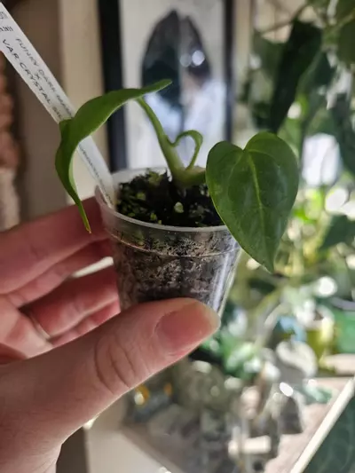 plant/Funky dark mama x ver crystal silver forgetti silver starter-0-thumbnail