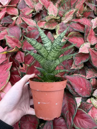 plant/Sansevieria Brilliant Crown 4” Pot Growers Choice-5-thumbnail