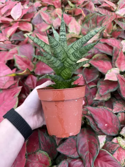 plant/Sansevieria Brilliant Crown 4” Pot Growers Choice-3-thumbnail
