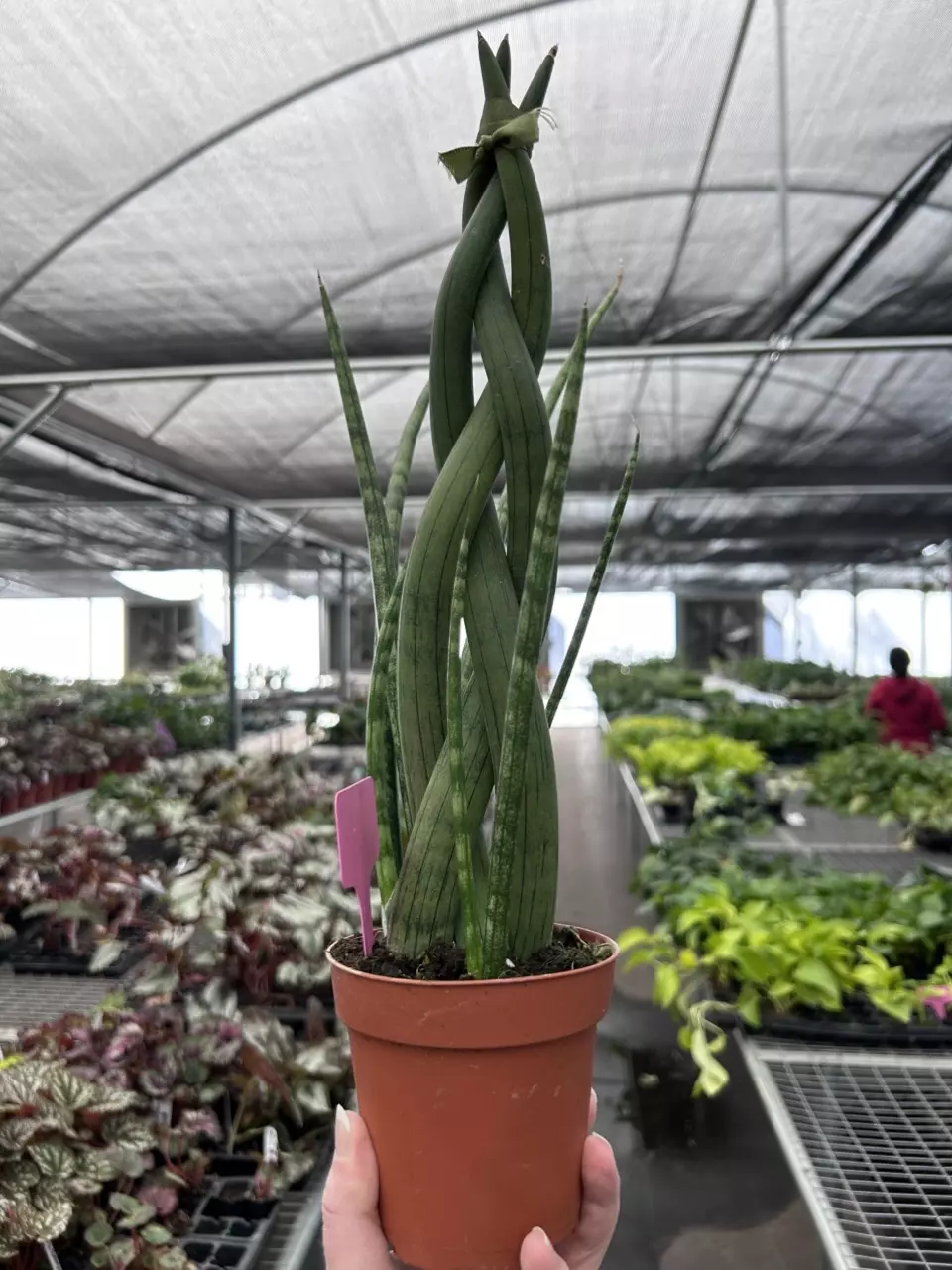 plant/African Spear Braided 4” Pot Growers Choice M7-1