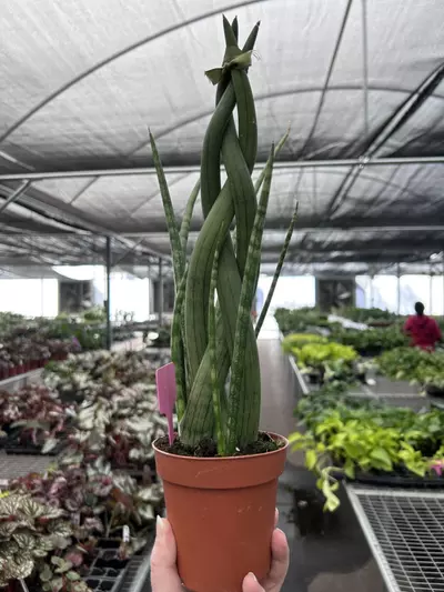 plant/African Spear Braided 4” Pot Growers Choice M7-1-thumbnail