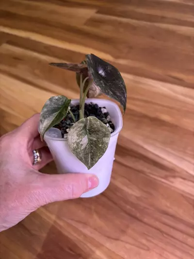 plant/Alocasia Cuprea Pink Mint-1-thumbnail