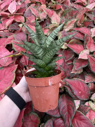 plant/Sansevieria Brilliant Crown 4” Pot Growers Choice-1-thumbnail