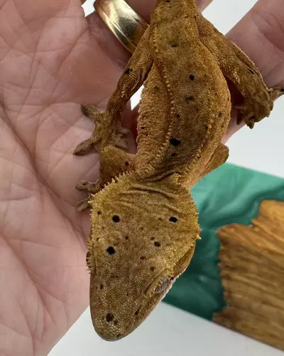 plant/2RrPb25 NPV 8.15g Confetti Red Phantom Dalmatian-0-thumbnail