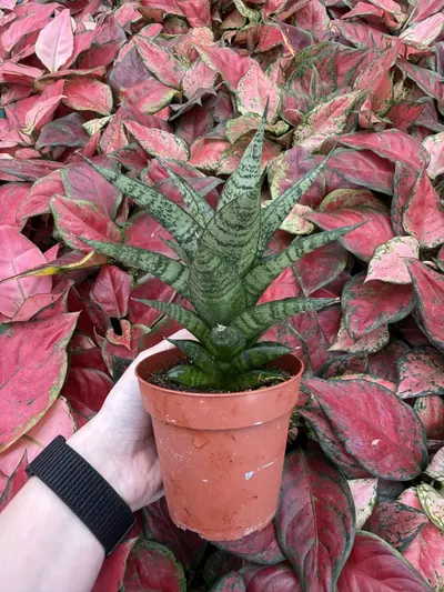 plant/Sansevieria Brilliant Crown 4” Pot Growers Choice-4-thumbnail