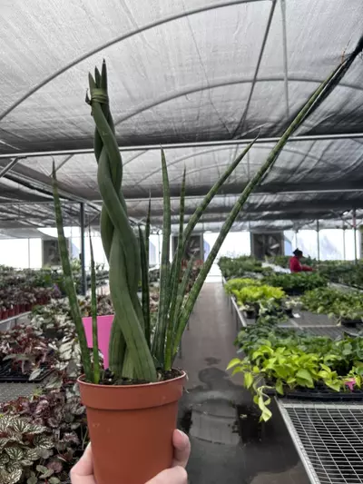 plant/African Spear Braided 4” Pot Growers Choice M7-2-thumbnail