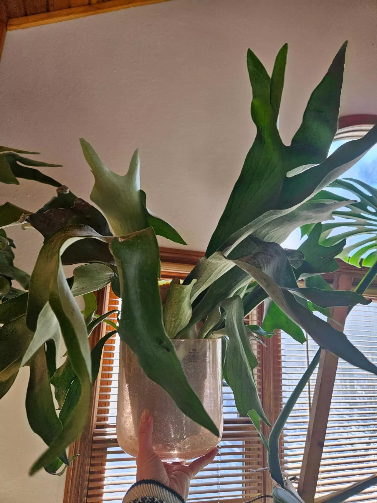 plant/HUGE STAGHORN Biffercutum-1