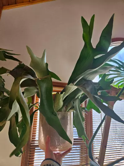 plant/HUGE STAGHORN Biffercutum-1-thumbnail