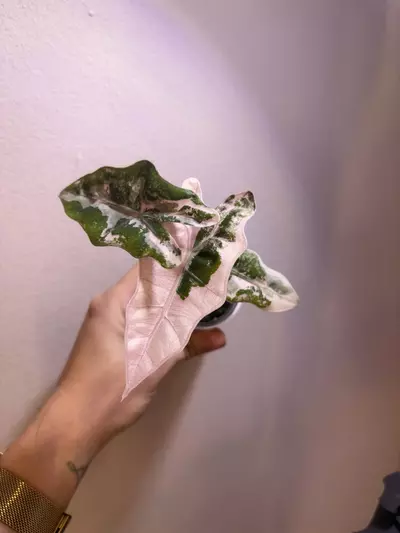 plant/✨Alocasia Pseudo Sanderiana Albo/Pink✨-2-thumbnail
