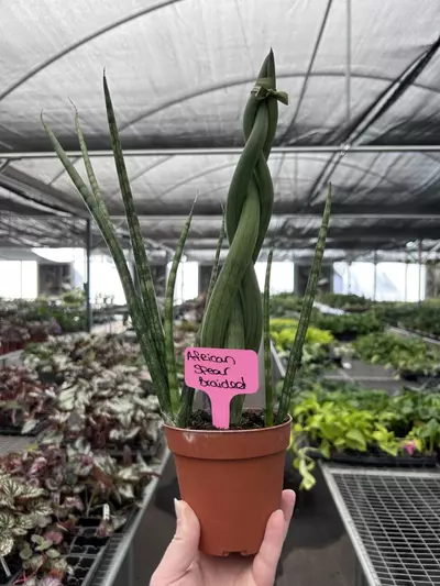 plant/African Spear Braided 4” Pot Growers Choice M7-0-thumbnail