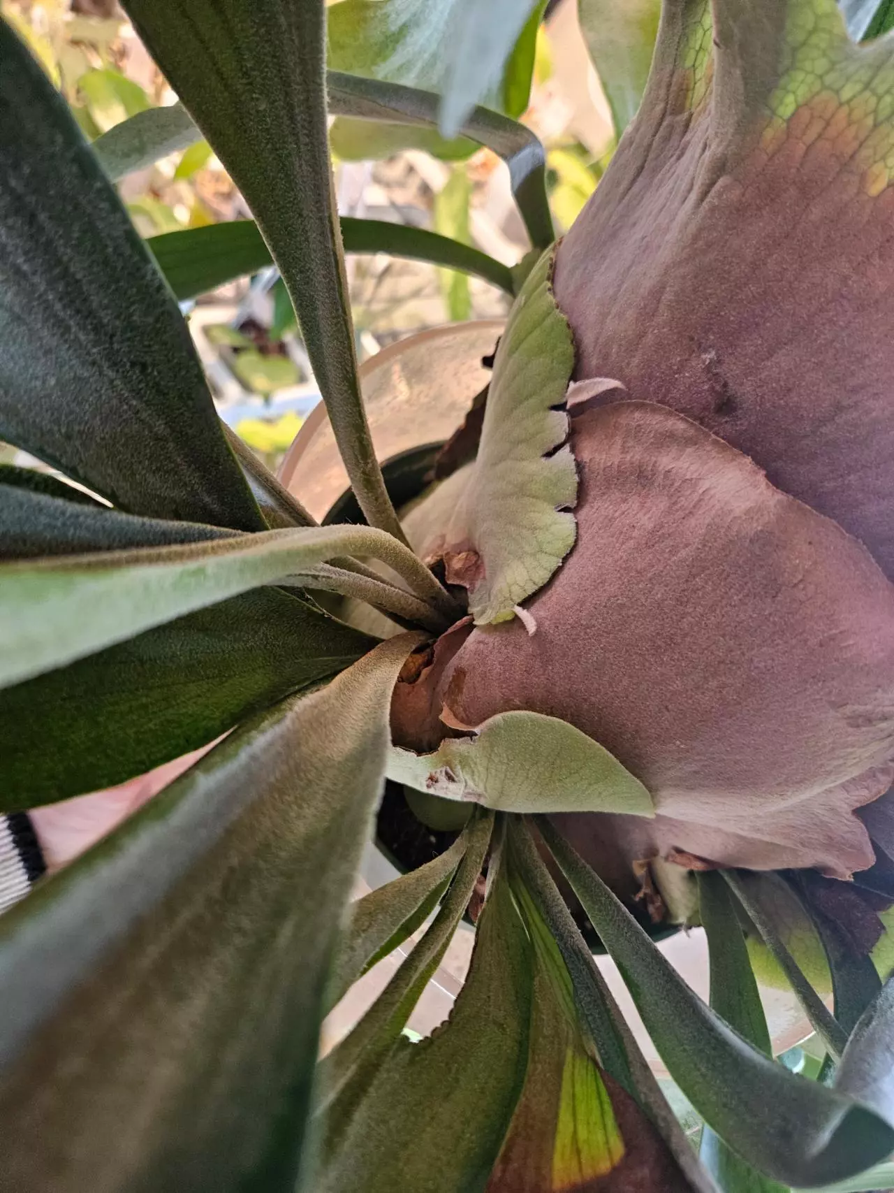 plant/HUGE STAGHORN Biffercutum-4