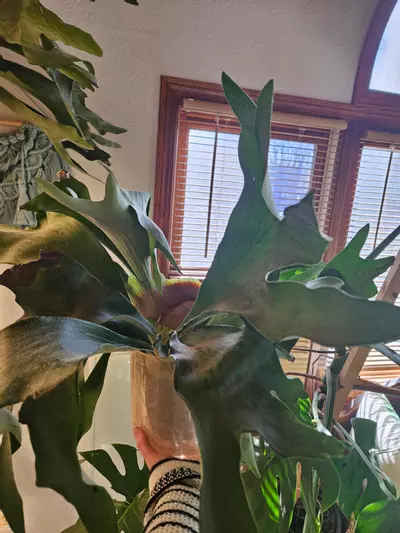 plant/HUGE STAGHORN Biffercutum-3-thumbnail