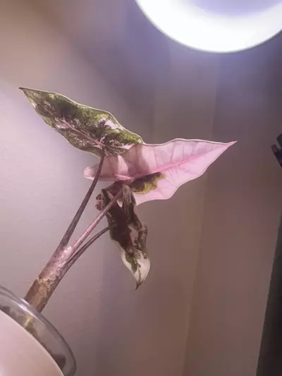 plant/✨Alocasia Pseudo Sanderiana Albo/Pink✨-1-thumbnail