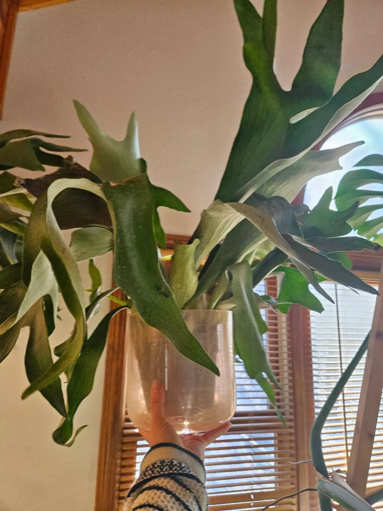 plant/HUGE STAGHORN Biffercutum-0