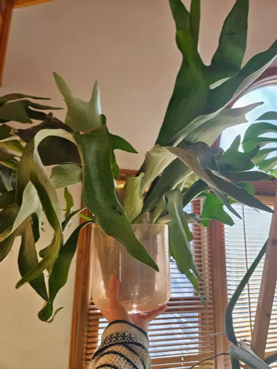 plant/HUGE STAGHORN Biffercutum-0-thumbnail