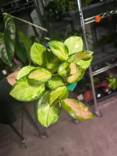 plant/4in Hoya Lisa australis GC-0-thumbnail