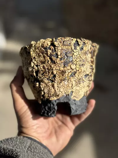 plant/Golden footed 5x4H-0-thumbnail