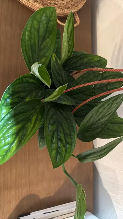 plant/Monstera Peru 6in HB GC-0-thumbnail