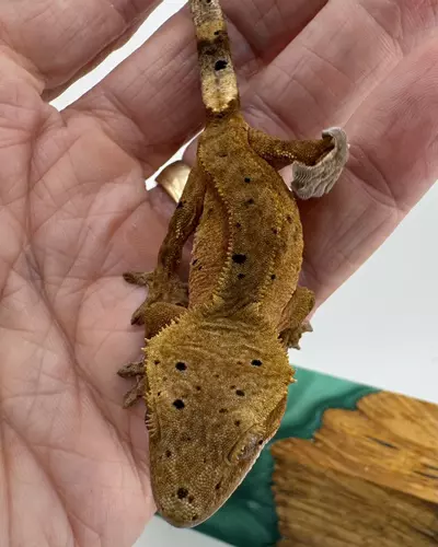 plant/2RrPb25 NPV 8.15g Confetti Red Phantom Dalmatian-1-thumbnail