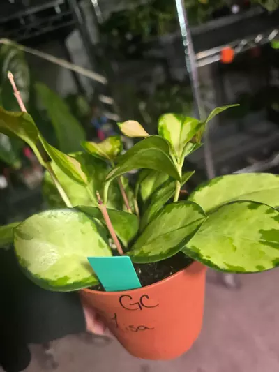 plant/4in Hoya Lisa australis GC-1-thumbnail
