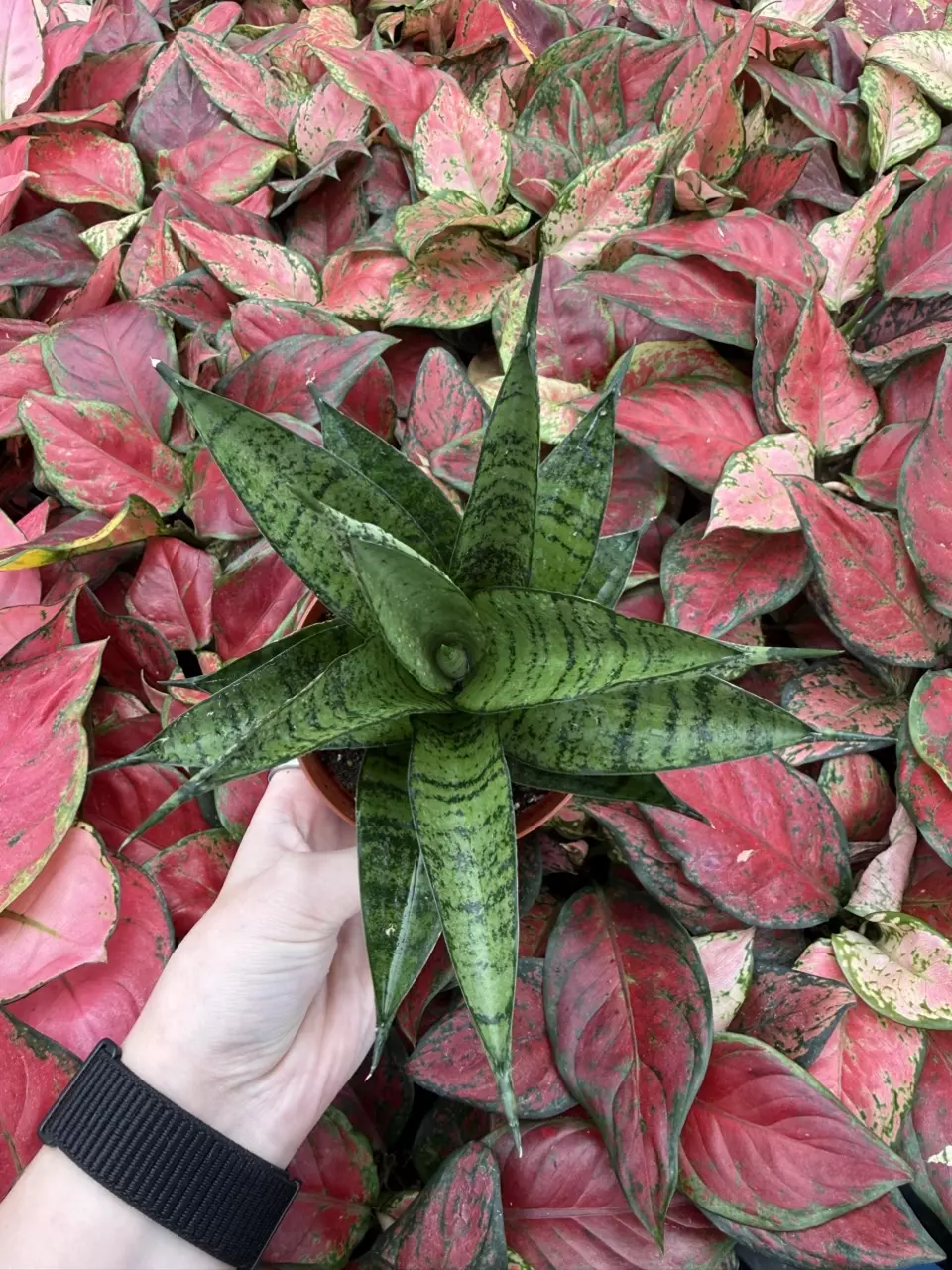 plant/Sansevieria Brilliant Crown 4” Pot Growers Choice-6