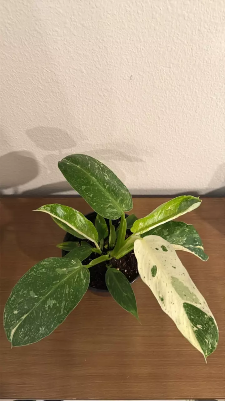 plant/Philodendron Jose Buono 6in GC-0