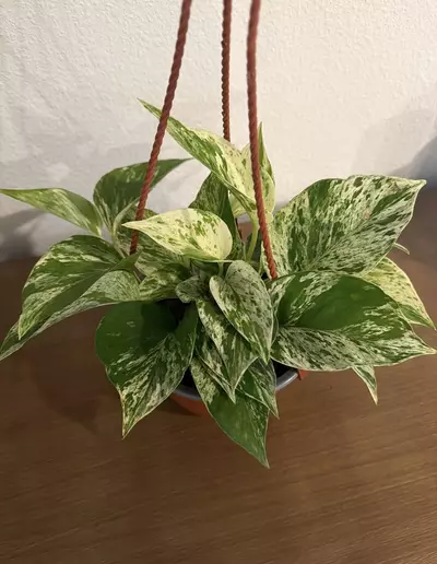 plant/Pothos Marble Queen HB GC-0-thumbnail