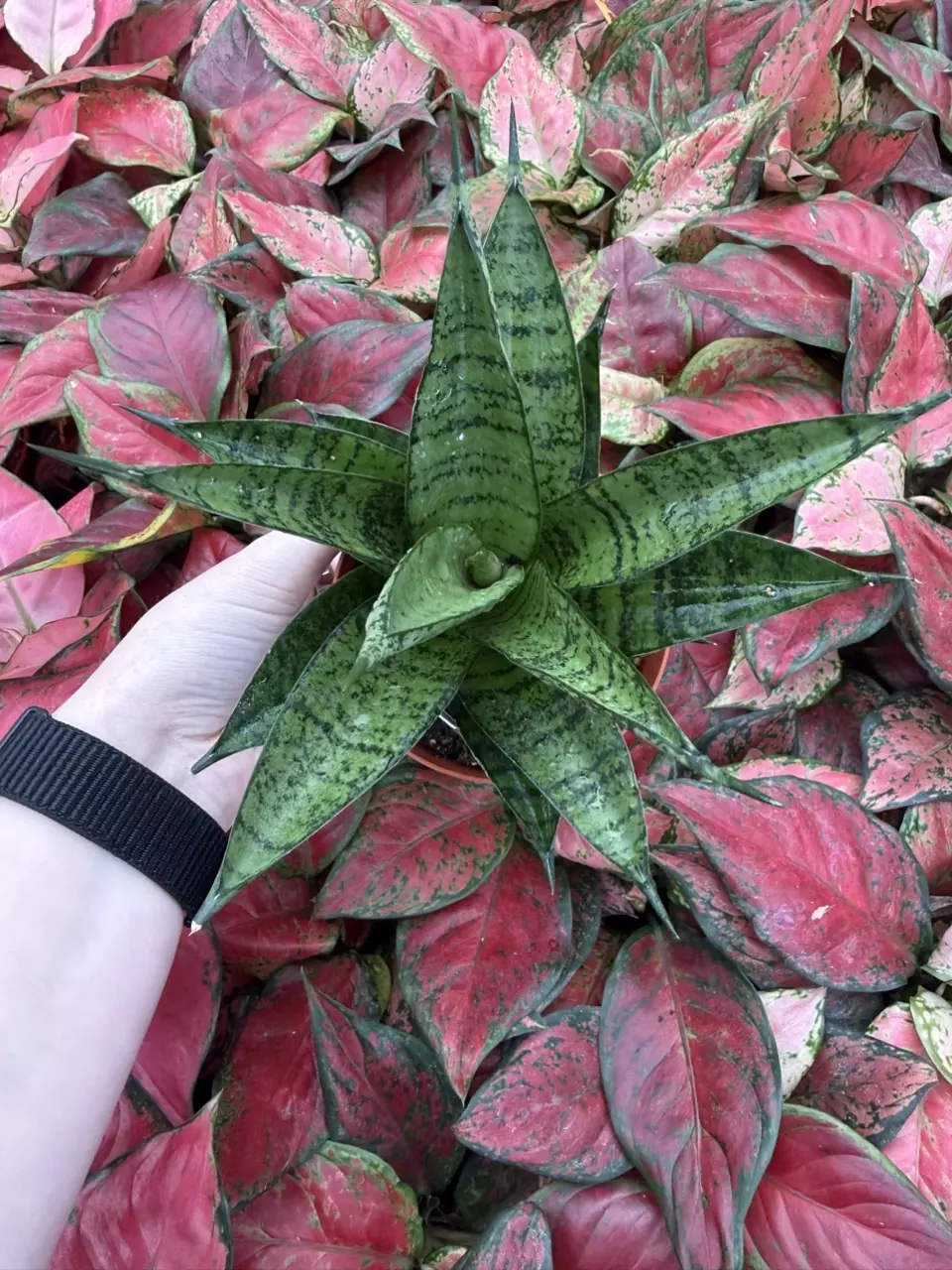 plant/Sansevieria Brilliant Crown 4” Pot Growers Choice-0