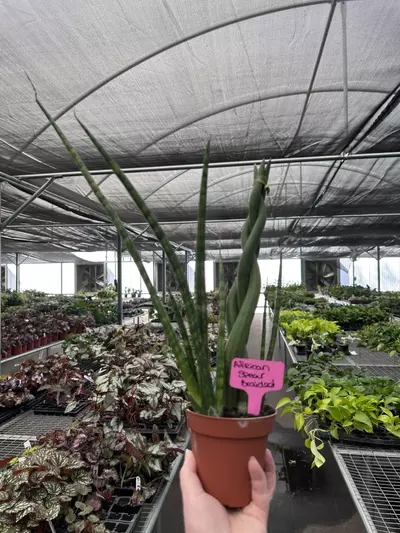 plant/African Spear Braided 4” Pot Growers Choice M7-4-thumbnail