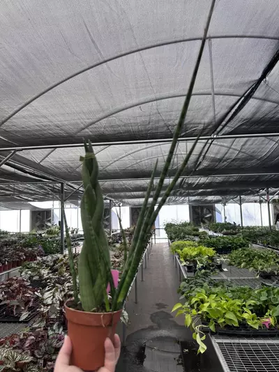 plant/African Spear Braided 4” Pot Growers Choice M7-3-thumbnail