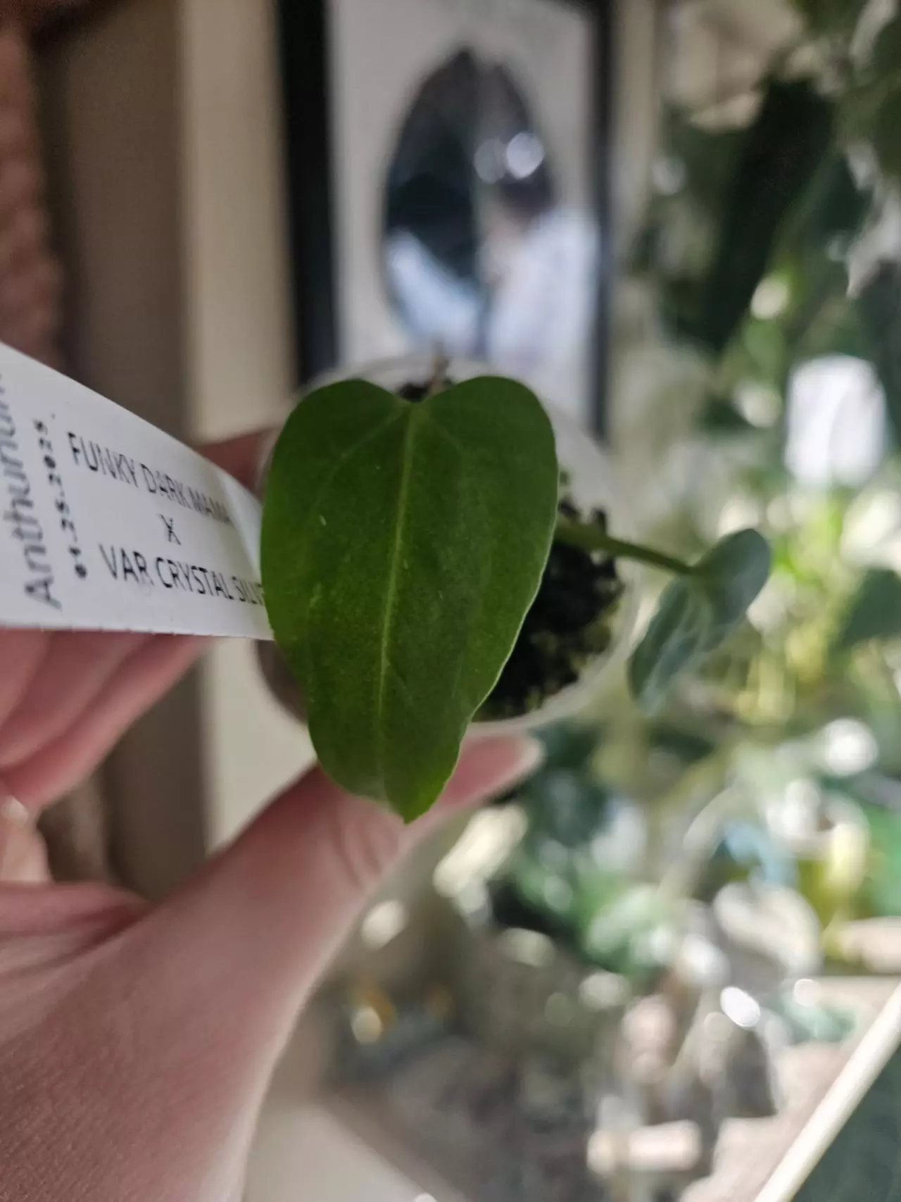 plant/Funky dark mama x ver crystal silver forgetti silver starter-2