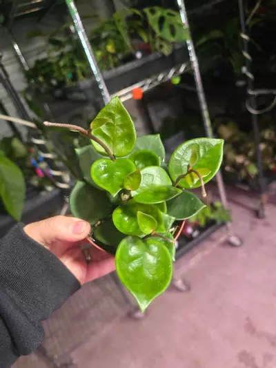 plant/4in Hoya Chelsea GC-0-thumbnail