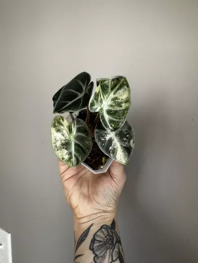 plant/Alocasia Pink Balloon Heart *EXACT PLANT-2-thumbnail