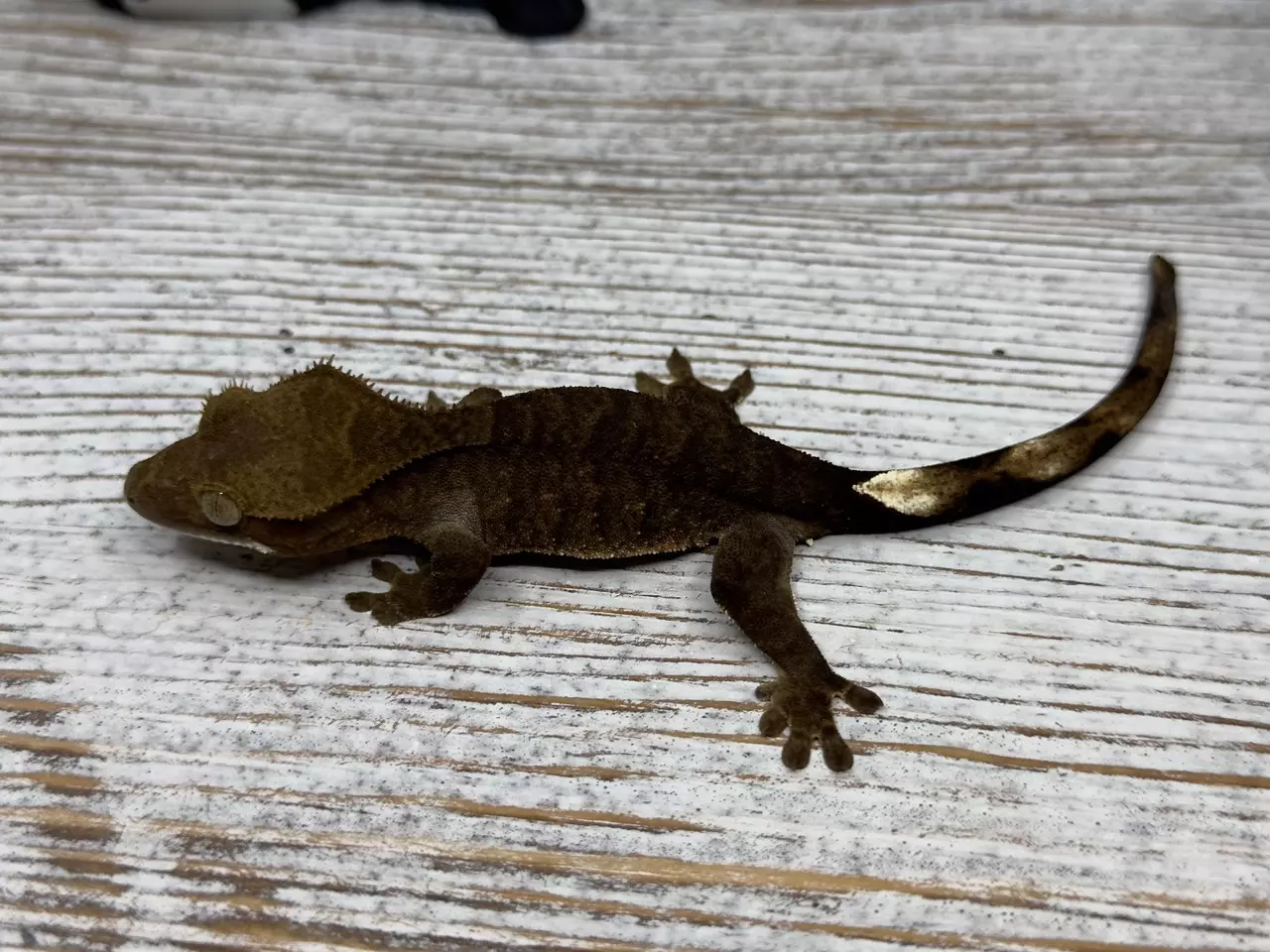 plant/632R6A 9g Pseuo Dark Phantom-0